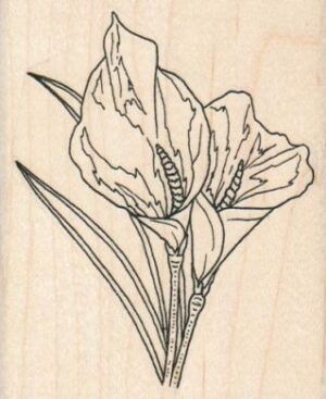 Calla Lilies 2 3/4 x 3 1/4-0