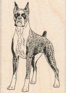 Boxer Dog 2 x 2 3/4-0