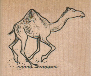 Camel Running Right 2 1/2 x 2-0