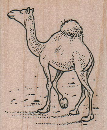 Camel Out For A Stroll 2 1/2 x 3-0