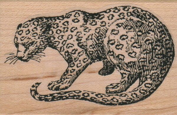 Cheetah Looking 2 x 2 3/4-0