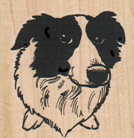 Border Collie Dog Face 2 x 2-0