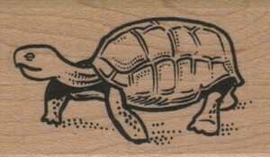 Turtle 1 1/4 x 1 3/4-0