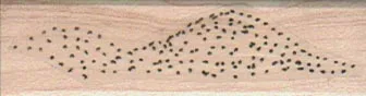Sand Dune 3/4 x 2 1/4-0