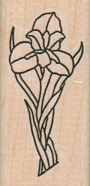 Irises/Med 1 1/4 x 2 1/2-0