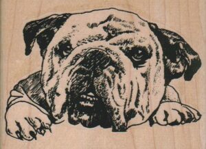 BullDog Head 3 3/4 x 2 3/4-0