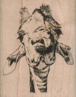 Giraffe Tongue/Large 2 x 2 1/2-0