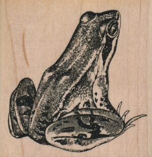 Frog 3 x 3-0