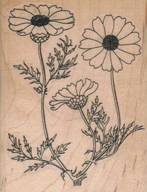 Daisies 2 3/4 x 3 1/2-0