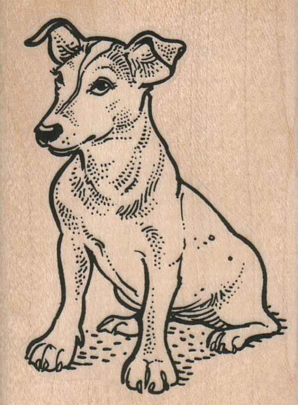 Pensive Jack Russell Terrier 2 1/4 x 3-0