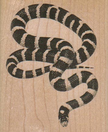 Striped Snake 2 1/2 x 3-0