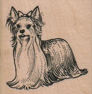 Yorkie 2 1/2 x 2 1/2-0