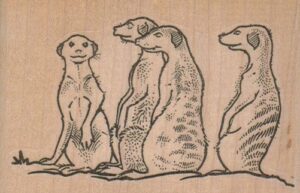 MeerCat Quartet 3 1/2 x 2 1/4-0