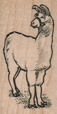 Llama Looking To Side 1 1/2 x 2 3/4-0