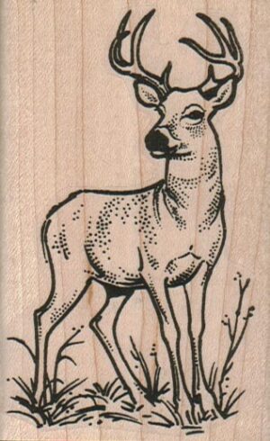 Deer Looking 2 1/4 x 3 1/2-0