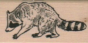 Raccoon 1 1/2 x 2 3/4-0