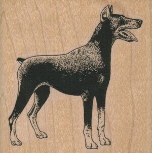 Doberman 2 1/2 x 2 1/2-0