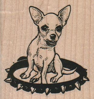 Chihuahua In Stud Collar 21/4 x 2 1/4-0