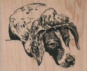 Pointer Dog Holding Head 2 1/2 x 2-0