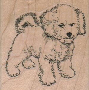 Mischievous Bichon 2 1/4 x 2 1/4-0