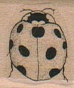Ladybug/Large 1 x 3/4-0
