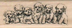 Bichon Bunch 1 1/4 x 3-0