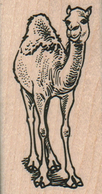 Camel Face On 1 1/2 x 2 3/4-0