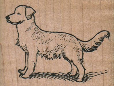 Golden Retriever Dog Posing 2 3/4 x 2-0