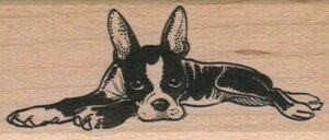 Boston Terrier Lying Down 1 1/2 x 3 1/4-0