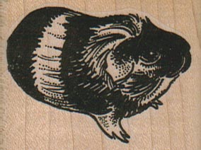 Black Guinea Pig With Stripe 2 x 1 1/2-0