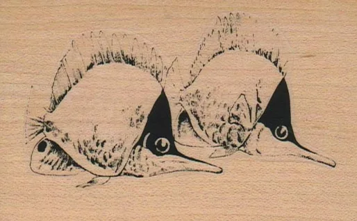 Tropical Fish Duo 2 1/4 x 3 1/2-0