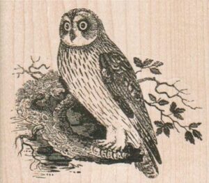 Owl 3 1/2 x 3-0