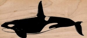 Small Orca 2 1/4 x 4 1/2-0