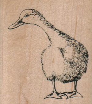 Curious Duck 2 1/4 x 2 1/2-0