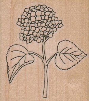 Hydrangea 2 1/2 x 2 3/4-0