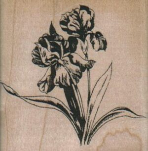 Irises 2 1/4 x 2 1/4-0