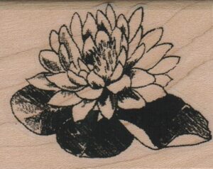 Water Lily Single 1 3/4 x 2-0