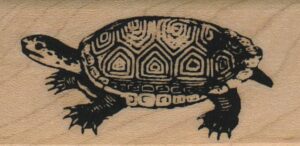 Turtle 1 1/4 x 2 1/4-0