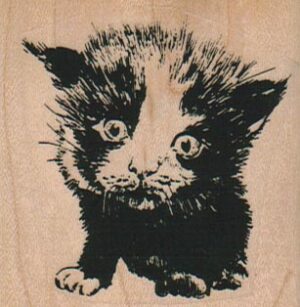 Scared Cat 2 1/4 x 2 1/4-0