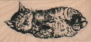 Kitty Sleeping 1 1/2 x 2 3/4-0