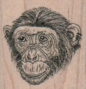 Chimpanzee Face 2 1/4 x 2 1/4-0