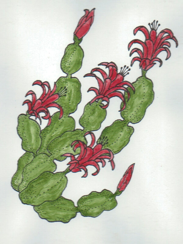 Christmas Cactus 2 1/4 x 3 1/4-23502