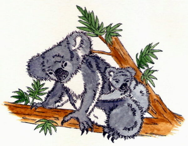 Koalas Up A Tree 3 3/4 x 2 1/2-24908