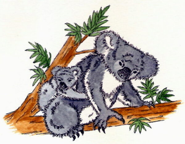Koala Bears Rt 2 1/2 x 3 3/4-24905