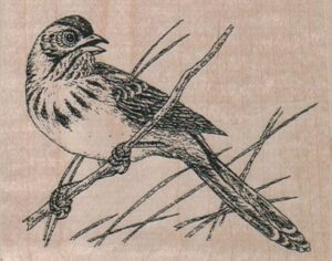 Brown Towhee 3 1/2 x 2 3/4-0