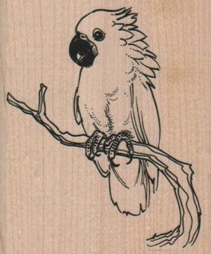 Parrot On Branch 3 x 3 1/2-0