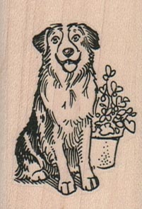 Australian Shepherd With Flowers 1 1/2 x 2-0