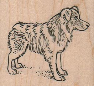 Australian Shepherd Looking Right 2 1/4 x 2-0