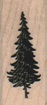 Fir Tree 3/4 x 1 1/2-0