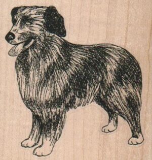 Australian Shepherd Dog 2 1/2 x 2 1/2-0